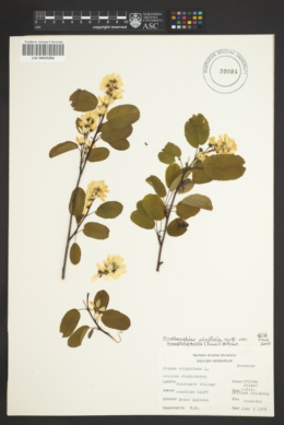 Amelanchier alnifolia var. humptulipensis image