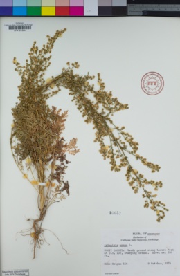Image of Artemisia annua