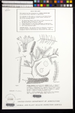 Prosopis alpataco image