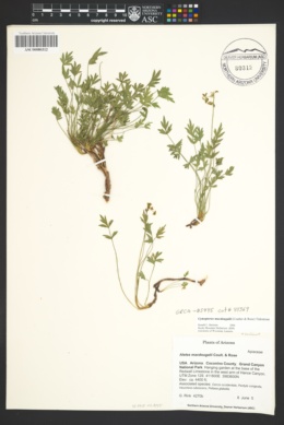 Aletes macdougalii subsp. macdougalii image
