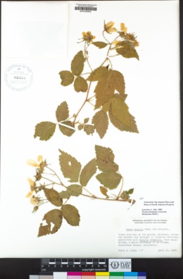 Rubus ursinus image