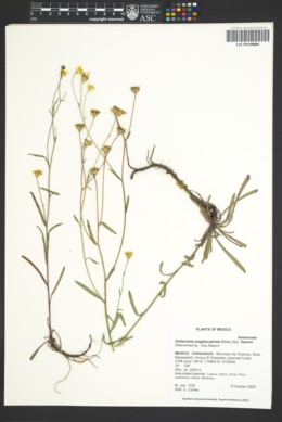 Gutierrezia megalocephala image
