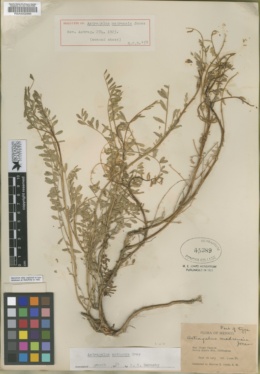 Astragalus madrensis image
