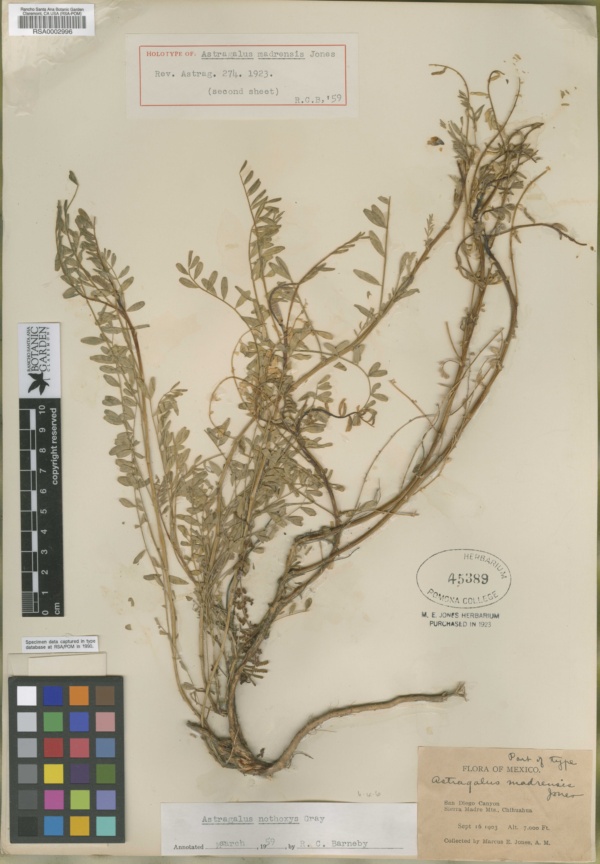 Astragalus nothoxys image