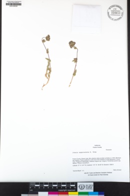 Ivesia unguiculata image