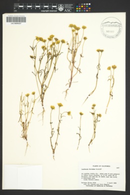 Lasthenia ferrisiae image