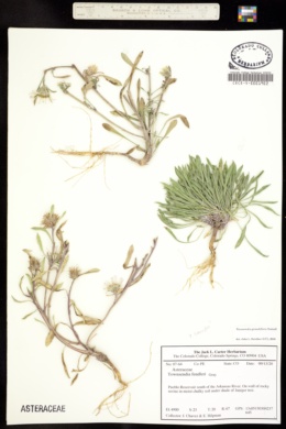 Townsendia fendleri image