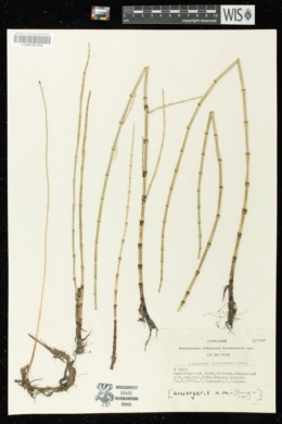 Image of Equisetum heleocharis