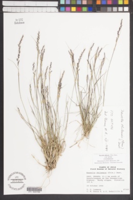 Nassella chilensis image