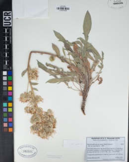 Phacelia imbricata subsp. patula image