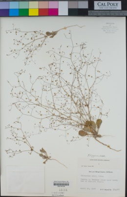 Eriogonum ordii image