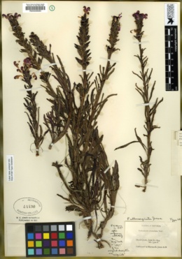 Image of Pedicularis crenulata