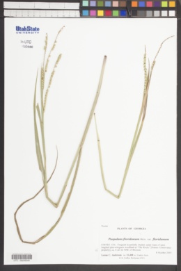 Paspalum floridanum var. floridanum image
