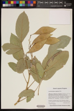 Lonchocarpus capassa image