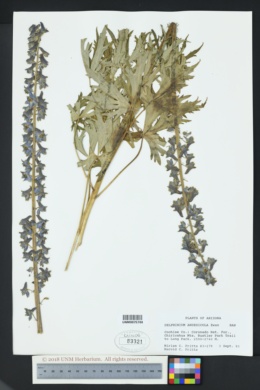 Delphinium andesicola image