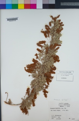 Image of Prosopis juliflora