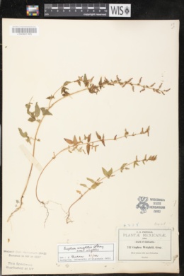 Cuphea wrightii var. wrightii image
