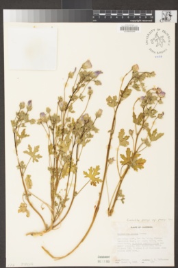 Eremalche parryi subsp. parryi image