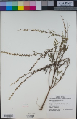 Image of Ambrosia cumanensis