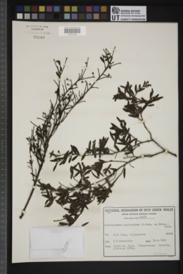 Leptospermum phylicoides image