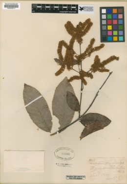 Image of Combretum mexicanum