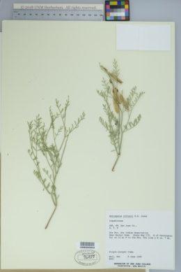 Image of Astragalus coltonii