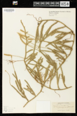 Lycopodium clavatum subsp. megastachyon image