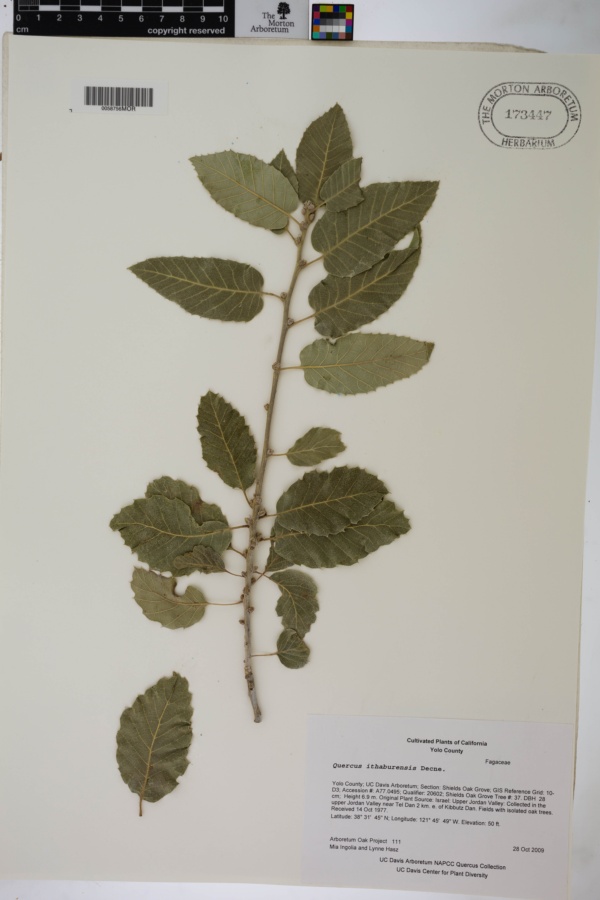 Quercus ithaburensis image