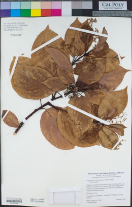 Cinnamomum glanduliferum image