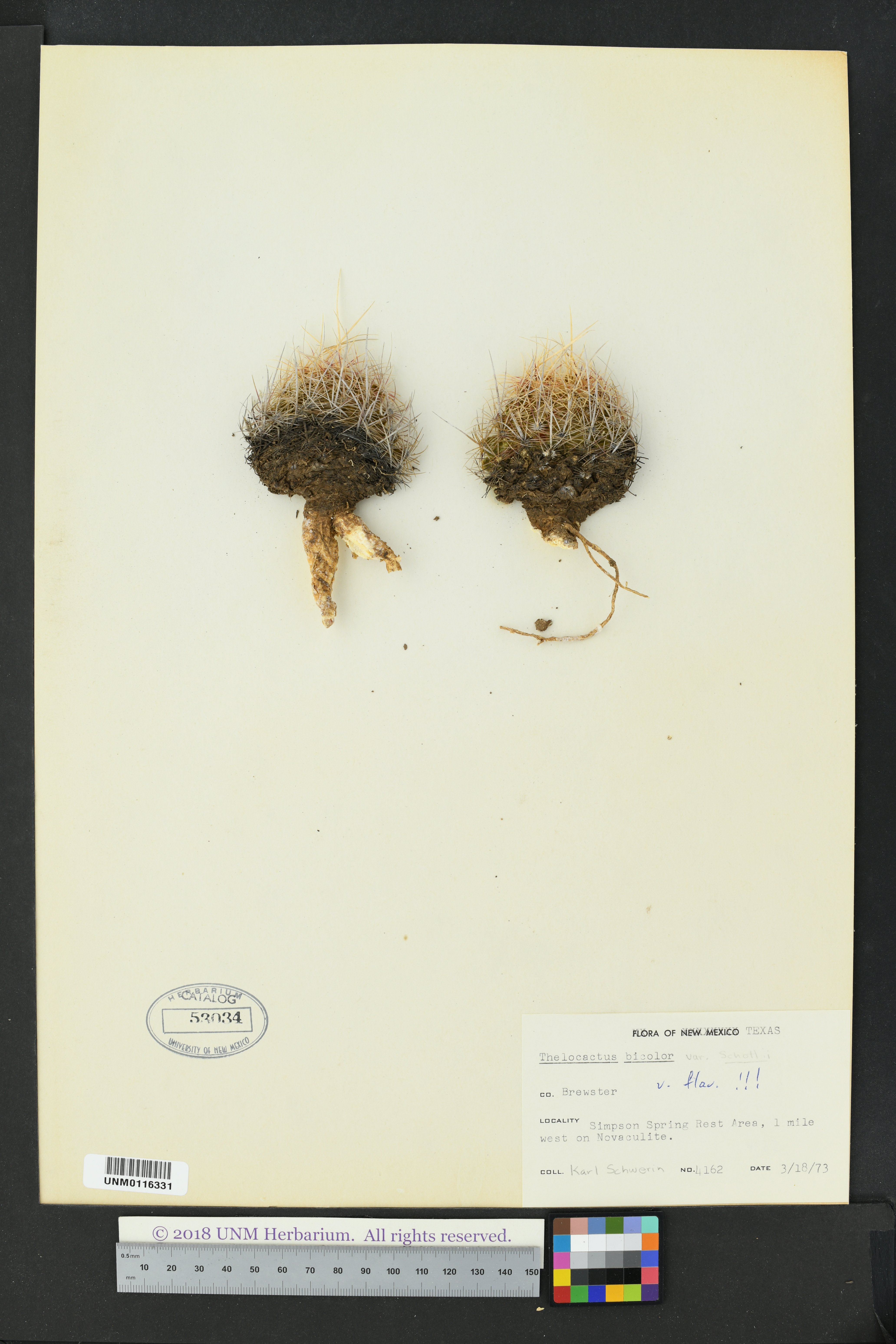 Thelocactus bicolor var. bicolor image