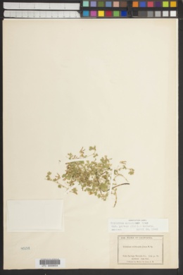 Trifolium multicaule image