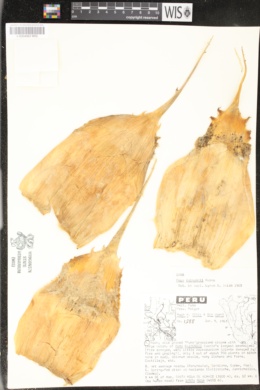 Puya raimondii image