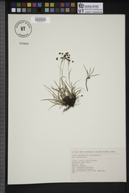 Luzula alpinopilosa image