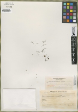 Mammillaria gummifera image