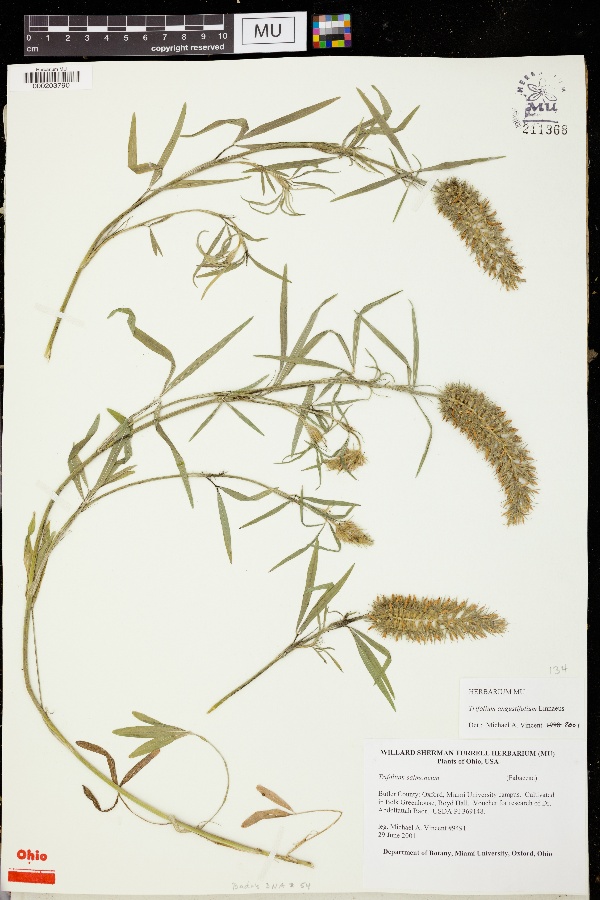 Trifolium salmoneum image