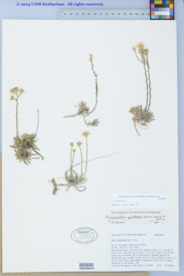 Image of Arida blepharophylla