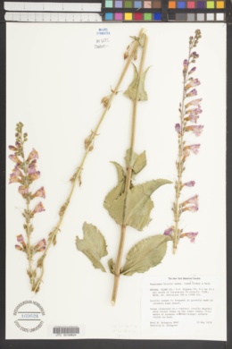 Penstemon bicolor subsp. roseus image