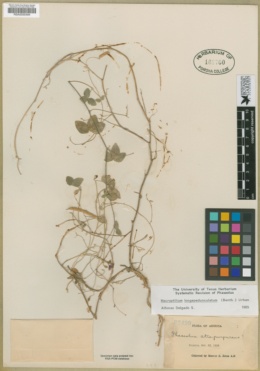 Macroptilium longepedunculatum image