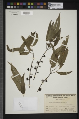 Eucalyptus viminalis image