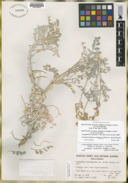 Astragalus lentiginosus var. micans image