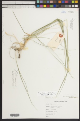 Image of Roegneria glaucifolia