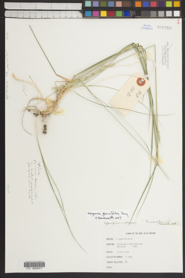 Roegneria glaucifolia image