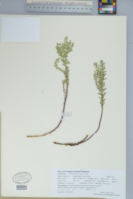 Euphorbia palmeri image