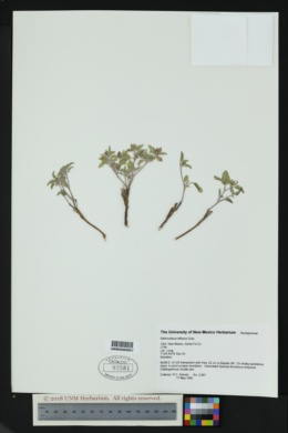 Acleisanthes diffusa image