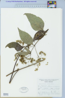 Schistocarpha bicolor image