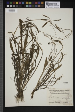 Image of Echinodorus ranunculoides