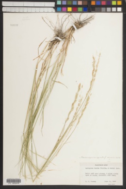 Pseudoroegneria spicata f. inermis image
