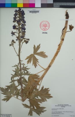Image of Delphinium barbeyi