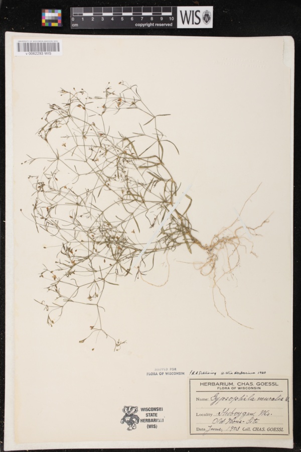 Gypsophila muralis image