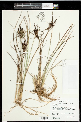 Carex lenticularis var. limnophila image